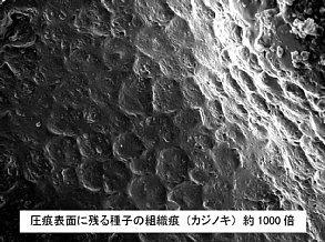 石ノ本-カジノキ-SEM-3