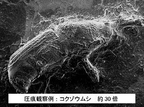 石ノ本-イノコヅチ-SEM