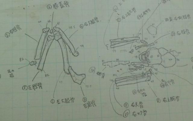 人骨実測図