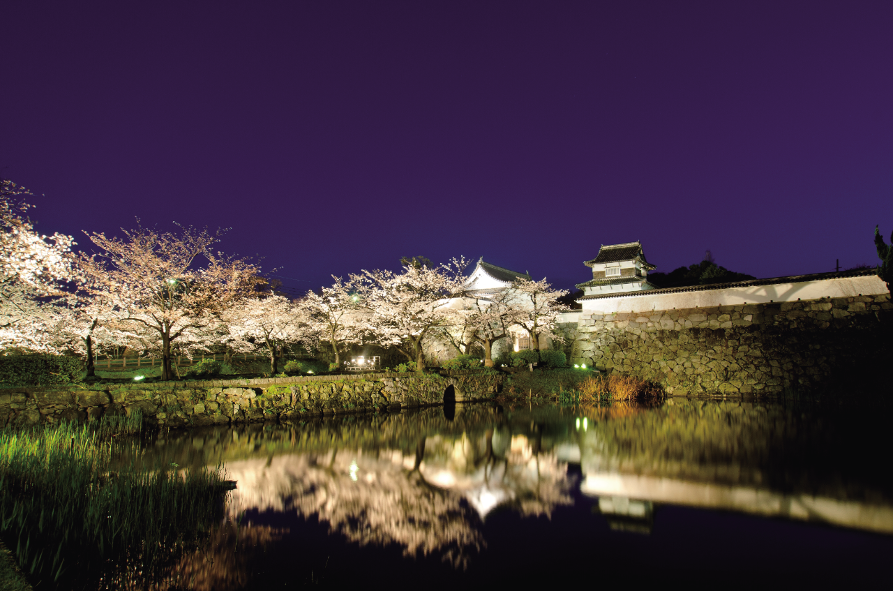 満開の桜がライトアップされた夜の福岡城跡